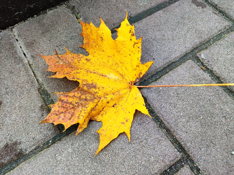 Прогноз погоди в Україні на 11 листопада 2025 року