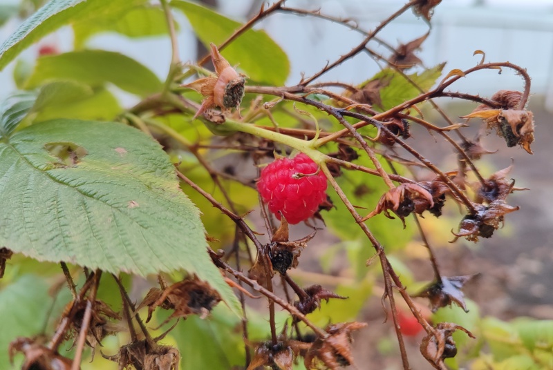 Прогноз погоди в Україні на 12 листопада 2025 року