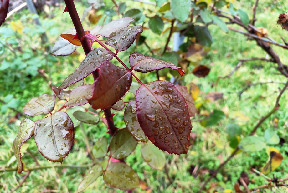 Прогноз погоди в Україні на 14 листопада 2025 року