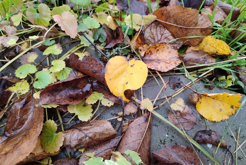 Прогноз погоди в Україні на 15 листопада 2025 року