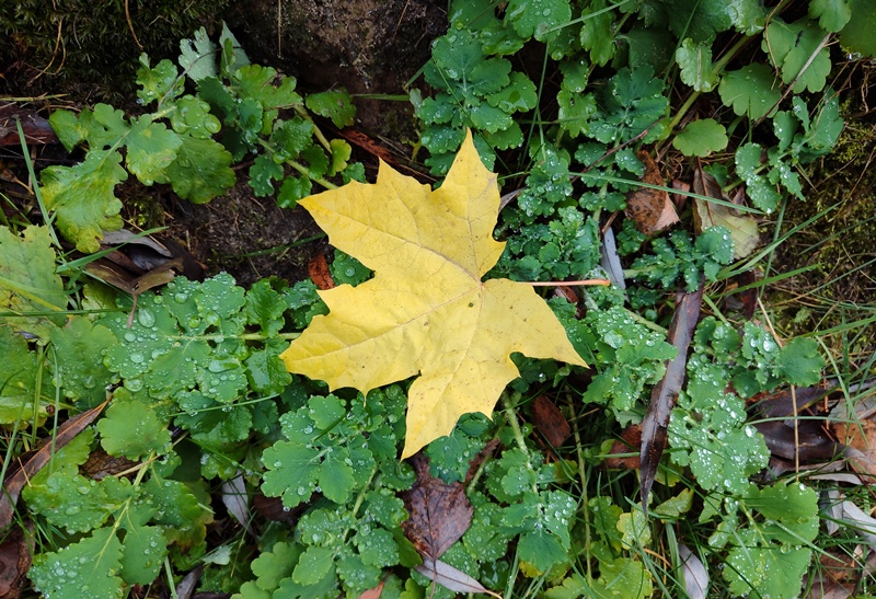 Прогноз погоди в Україні на 16 листопада 2025 року