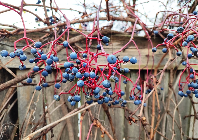 Прогноз погоди в Україні на 18 листопада 2025 року