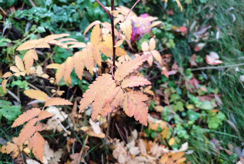 Прогноз погоди в Україні на 19 листопада 2025 року