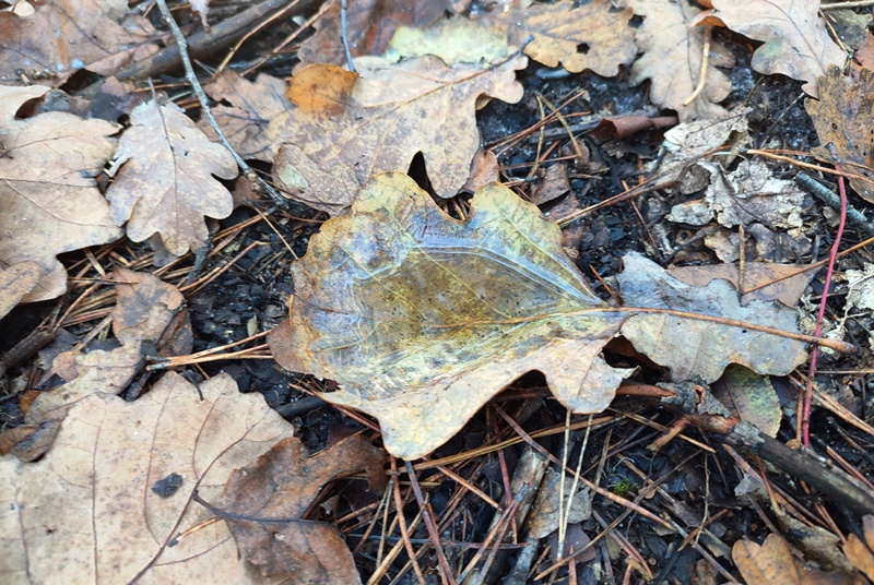 Прогноз погоди в Україні на 2 грудня 2025 року