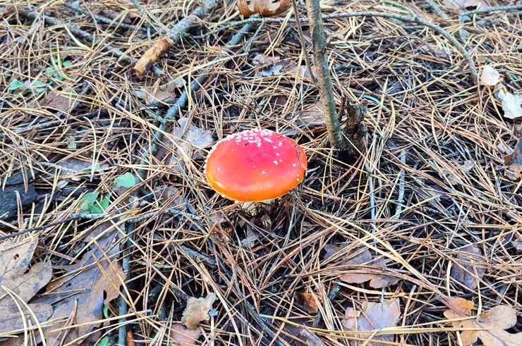 Прогноз погоди в Україні на 4 грудня 2025 року