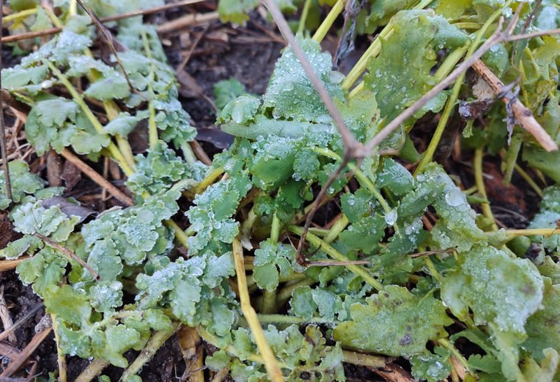 Прогноз погоди в Україні на 14 грудня 2025 року